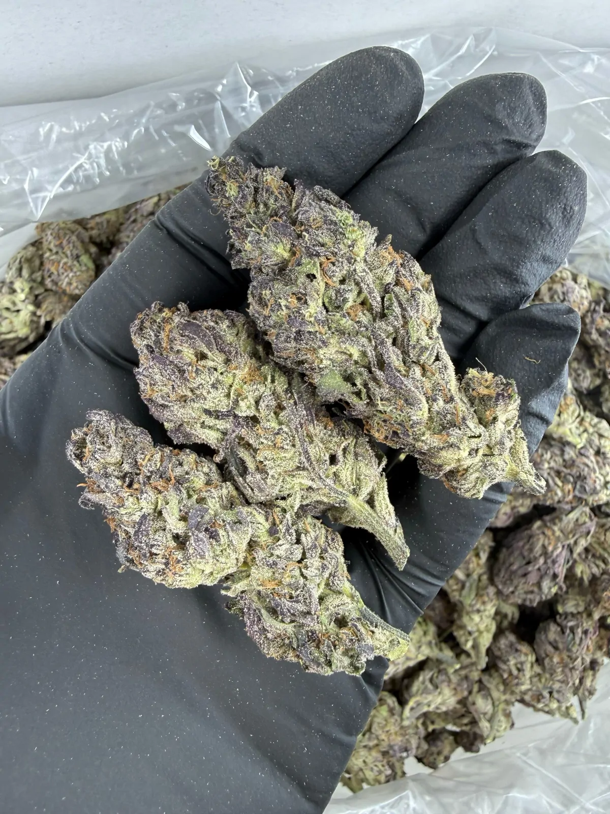 Gushers Flower